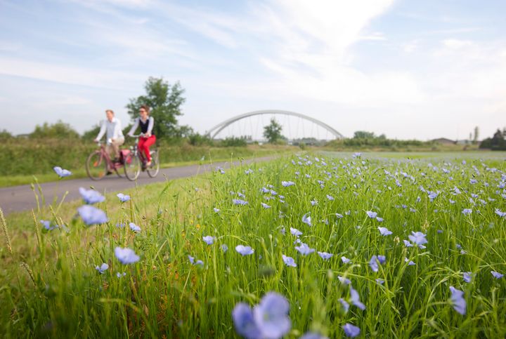 Vlassafari in de Leiestreek